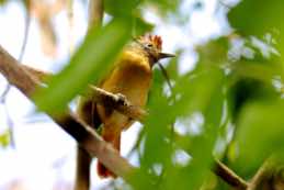 Crooked Tree Wildlife Sanctuary<br/>Belize