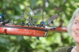 Buonaventura Reserve<br/>Umbrella Bird Lodge<br/>Ecuador