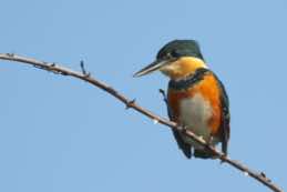 Crooked Tree Wildlife Sanctuary<br/>Belize