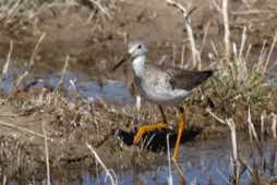 Bosque del Apache NWR<br/>New Mexico