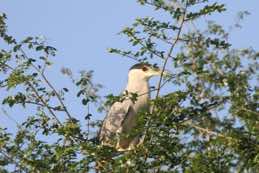 Crooked Tree Wildlife Sanctuary<br/>Belize