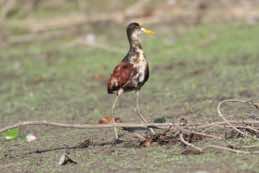 Crooked Tree Wildlife Sanctuary<br/>Belize