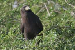 Crooked Tree Wildlife Sanctuary<br/>Belize