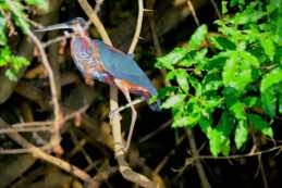 Crooked Tree Wildlife Sanctuary<br/>Belize