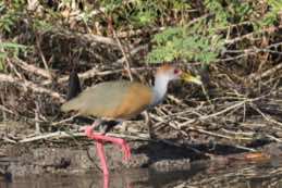 Crooked Tree Wildlife Sanctuary<br/>Belize