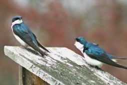 "Hey...I'm talkin' to you."<br/>Morton Arboretum<br/>Illinois<br/>