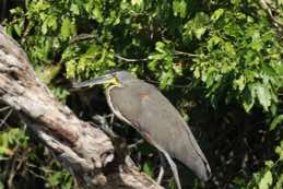 Crooked Tree Wildlife Sanctuary<br/>Belize