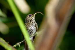 Buonaventura Reserve<br/>Umbrella Bird Lodge<br/>Ecuador