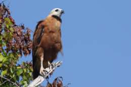 Crooked Tree Wildlife Sanctuary<br/>Belize