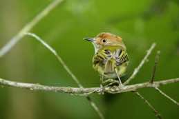 Buonaventura Reserve<br/>Umbrella Bird Lodge<br/>Ecuador