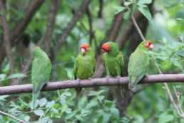 Jorupe Preserve<br/>Ecuador