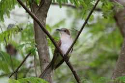 Jorupe Preserve<br/>Ecuador