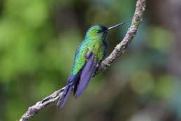 Yanachocha Reserve<br/>Ecuador