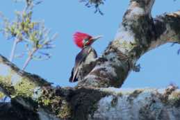 Chan Chich Lodge area<br/>Belize