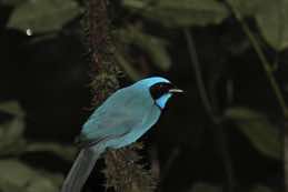 Bellavista Lodge<br/>Ecuador