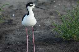 South Padre Island Birding<br/>  & Nature Center - Texas