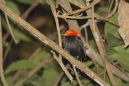 Barry’s Bend<br/>Chan Chich Lodge<br/>Belize