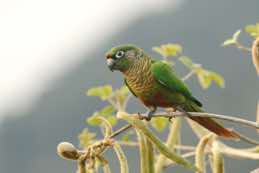 Itatiaia National Park<br/>Brazil