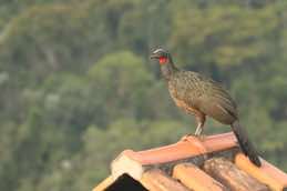 Itatiaia National Park<br/>Brazil