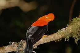 Manu Cloud Forest Lodge<br/>Peru<br/>