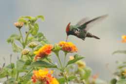 Itatiaia National Park<br/>Brazil