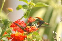 Itatiaia National Park<br/>Brazil