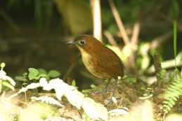 Angel Paz Reserve<br/>Ecuador