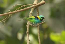 Itatiaia National Park<br/>Brazil