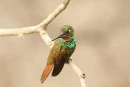 Itatiaia National Park<br/>Brazil