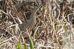 Lake Woodruff NWR<br/>Florida