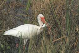 Viera Wetlands<br/>Florida