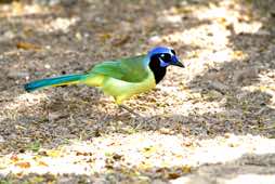 Laguna Atascosa NWR<br/>California