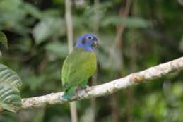 Amazonia Lodge<br/>Peru