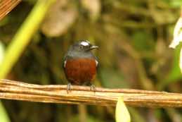 Guacamayos Ridge<br/>Ecuador