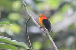 Amazonia Lodge<br/>Peru