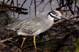 Ding Darling NWR<br/>Sanibel Island, Florida