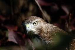 "Who you lookin' at?"<br/>Columbus Park<br/>Chicago