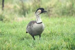 aka "Nene" to friends<br/>Hakalau Forest NWR<br/>Hawai'i (Big Island)