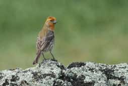 Yellow variant<br/>Hilo, Hawaii