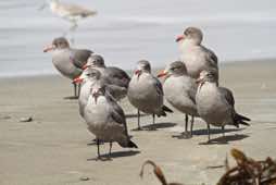 North Point<br/>Morro Bay, California