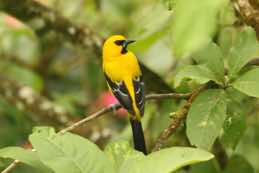 Asa Wright Nature Centre<br/>Trinidad