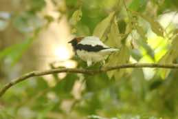 Asa Wright Nature Centre<br/>Trinidad