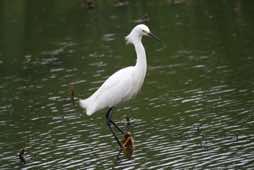 Pinckney Island NWR<br/>South Carolina