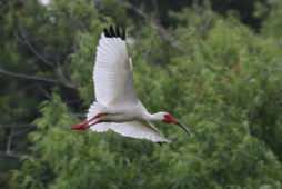 Pinckney Island NWR<br/>South Carolina