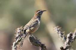 Sonora Desert Museum<br/>Arizona