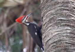 Washington Oaks Gardens<br/>State Park - Florida