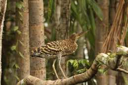 Sacha Lodge<br/>Ecuador