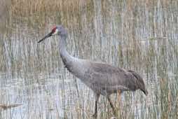 Lake Woodruff NWR<br/>Florida