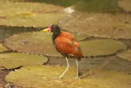 Nariva Swamp<br/>Trinidad