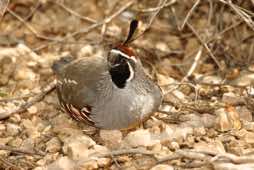 Sonora Desert Museum<br/>Arizona